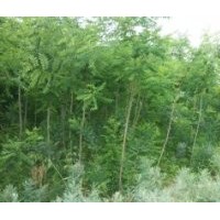 供應(yīng)國(guó)槐、刺槐、香花槐、柳樹(shù)、油松