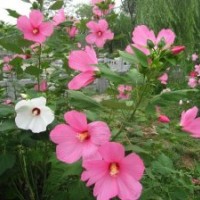 北京大花秋葵出售