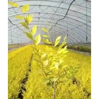 供應(yīng)金葉榆供應(yīng)、金葉衛(wèi)矛、金絲垂柳等東北苗木