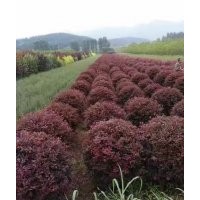 供應(yīng)紅葉李、五角楓、紫葉稠李、山桃稠李、梧桐