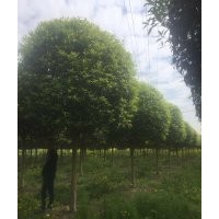 成都桂花基地廠家直銷精品桂花歡迎到崇德園林實地考察