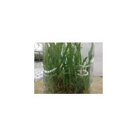 沈陽提供各種樹苗