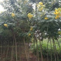 綠化苗木儀花，袋苗，胸經(jīng)6一9公分，冠幅1.5米