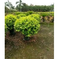 揭陽市綠林花木場出售各規(guī)格灌木