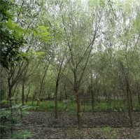 成都高精品垂柳