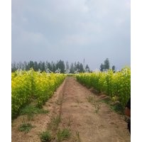 金葉復(fù)葉槭小苗20cm-2.5米