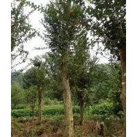 大量供應(yīng)羅漢松、紅豆杉、紫薇、桂花、紅葉李、楊梅等大中小規(guī)格