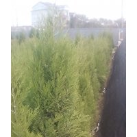 塔柏價(jià)格-最新綠化苗木塔柏價(jià)格