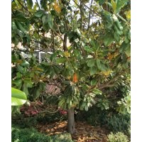 廣玉蘭15-19-20-22公分