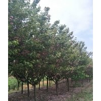 櫻花9-10-12-15公分