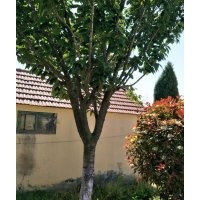 櫻花5-6-7-8-10-12-14公分