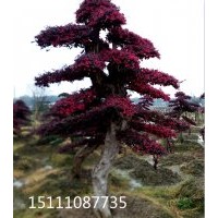 批發(fā)大型造型樹(shù)造型榆樹(shù) 造型紅桎木 造型小葉女貞 造型欏木石楠