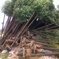 直銷20公分精品香樟南京香樟基地