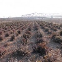 供應紅楓種苗冬紅北海道黃楊