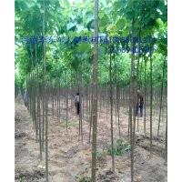 太康8公分楸樹園!l李軍大型楸樹園