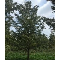 2017年最新銀杏樹報價