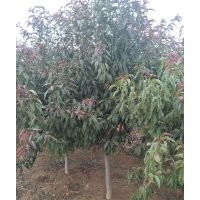 紅葉碧桃4-5-6-7公分