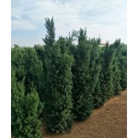 紅豆杉1.5-1.8-2米高