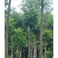 厚樸6-7-8-10-12-15-20公分