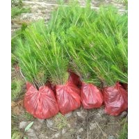 山西油松價(jià)格 營養(yǎng)杯油松小苗 定植油松
