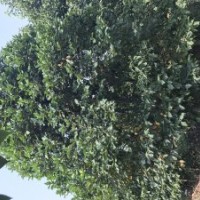 南召綠鑫苗木專為合作社 紅玉蘭5-30公分,黃櫨7一15公分,五角楓3