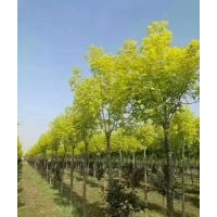 金葉白蠟6公分大量銷售 金葉白蠟圖片 金葉白蠟8公分基地