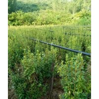 杜鵑花樹樁，五角楓，黃櫨