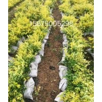 江西省南昌市哪里有金森女貞色塊容器苗、小毛球、精球、柱子賣