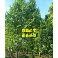 成都銀杏 四川銀杏價格 銀杏大量出售