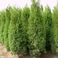 供應(yīng)塔檜_檜柏苗木