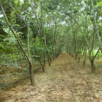 供應(yīng)板栗，板栗樹，栗子樹