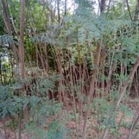 出售2一8公分欒樹、合歡苗木3000株