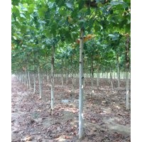 環(huán)保法桐胸徑10公分法桐價(jià)格