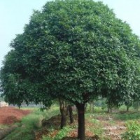 有大規(guī)格桂花4.5米/5米/5.5米冠幅300支