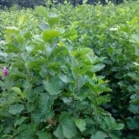 自產(chǎn)自銷8公分白玉蘭價(jià)格 常州白玉蘭產(chǎn)地