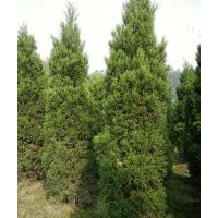 成都塔柏 四川塔柏價格