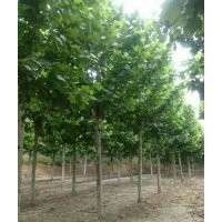 供8公分法桐 10公分法桐 12公分法桐