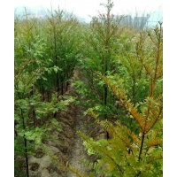 供應(yīng)紅豆杉