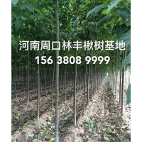 河南周口楸樹金絲楸樹楸樹小苗重點培育種植基地