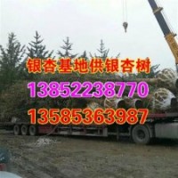 8公分銀杏樹苗價(jià)格、8公分銀杏樹苗、興隆銀杏(圖)