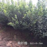 常年出售榆葉梅