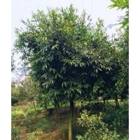 瀘州水晶葡萄|四川水晶葡萄|水晶葡萄價(jià)格