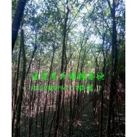 2公分國槐，2公分國槐樹苗(圖)