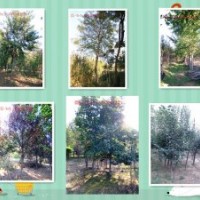 供應(yīng)大規(guī)格紅白玉蘭，黃櫨，流蘇，五角楓，杜梨等