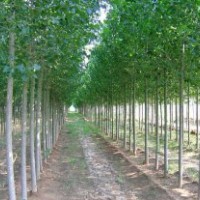 供應意楊 南京意楊 意楊批發(fā)價格