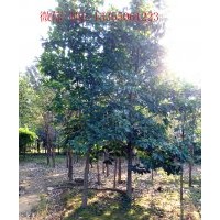 供大規(guī)格紅白玉，流蘇，黃櫨，杜梨