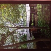 供應(yīng)金銀花