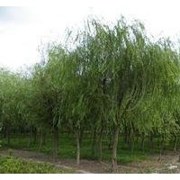 南京供應(yīng)15公分垂柳價格 10公分垂柳價格