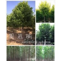 山東冠縣出售8公分圓冠榆