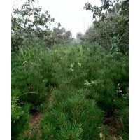 供應(yīng)白皮松